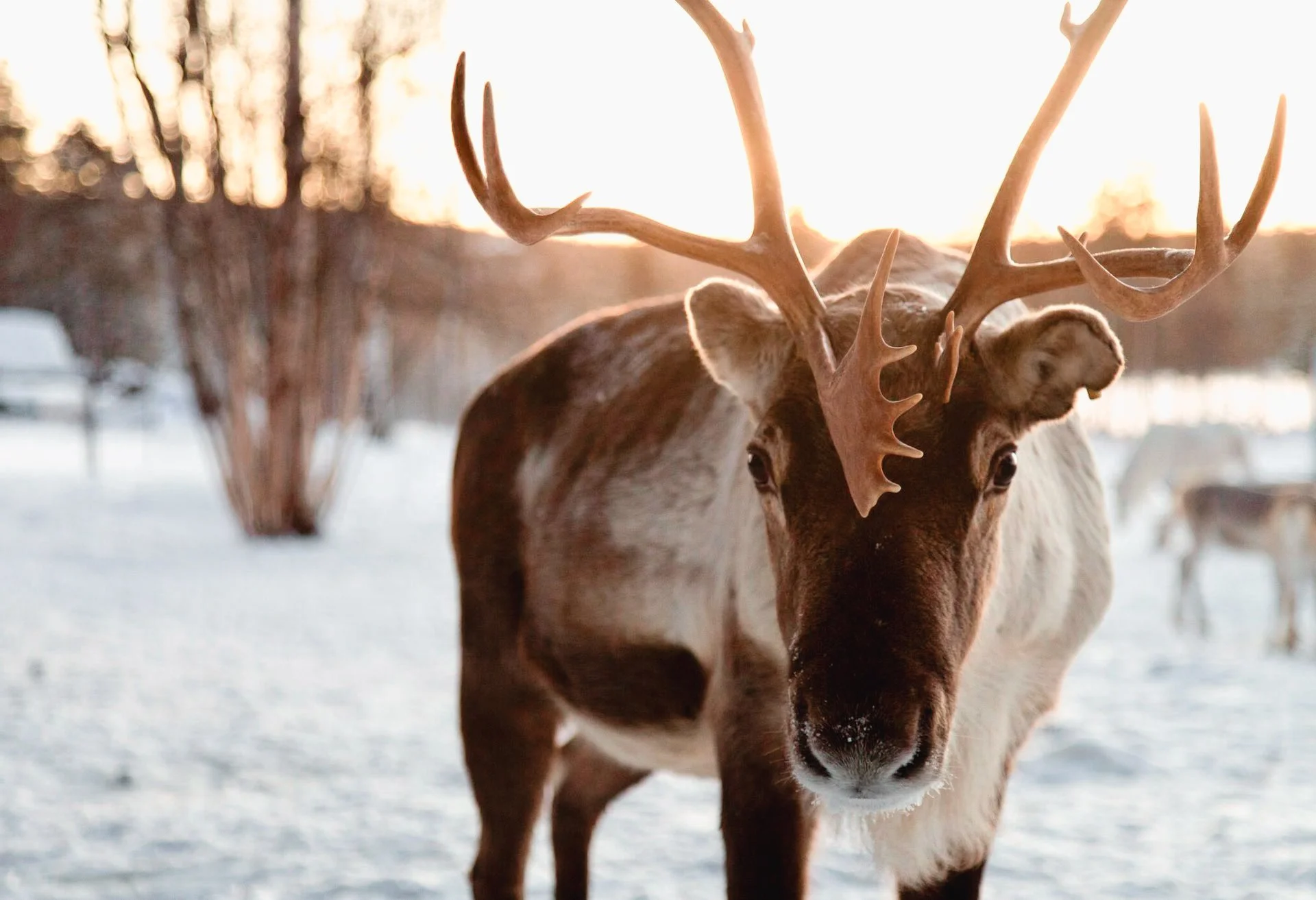 A close-up of a reindeer with large antlers on a snowy landscape during sunset.