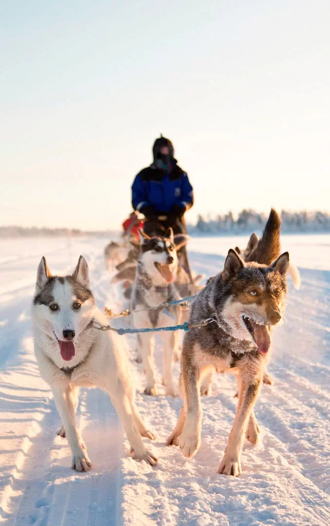 A person in winter gear riding a dog sled pulled by Siberian Huskies through a snowy landscape during sunrise or sunset.