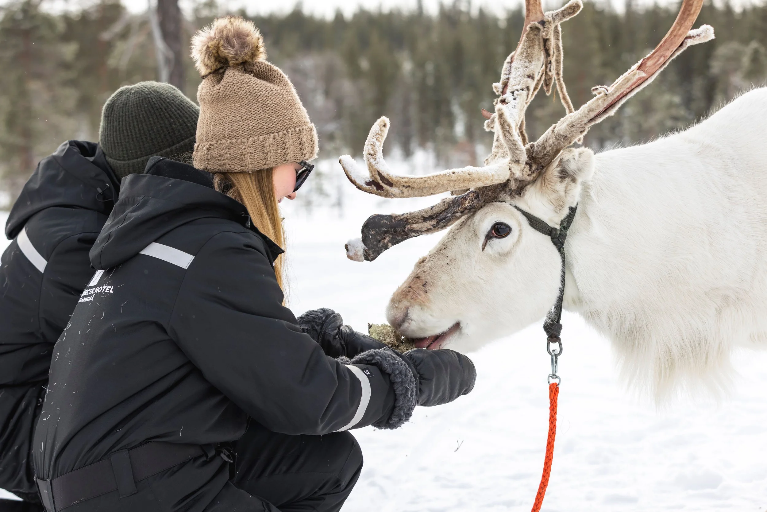 Passion for Lapland 4.jpg