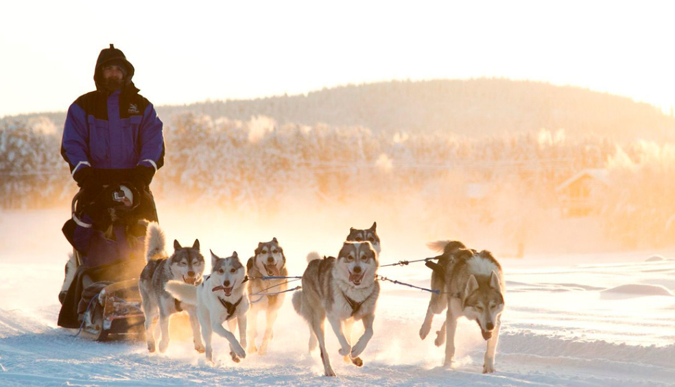 husky 2.png