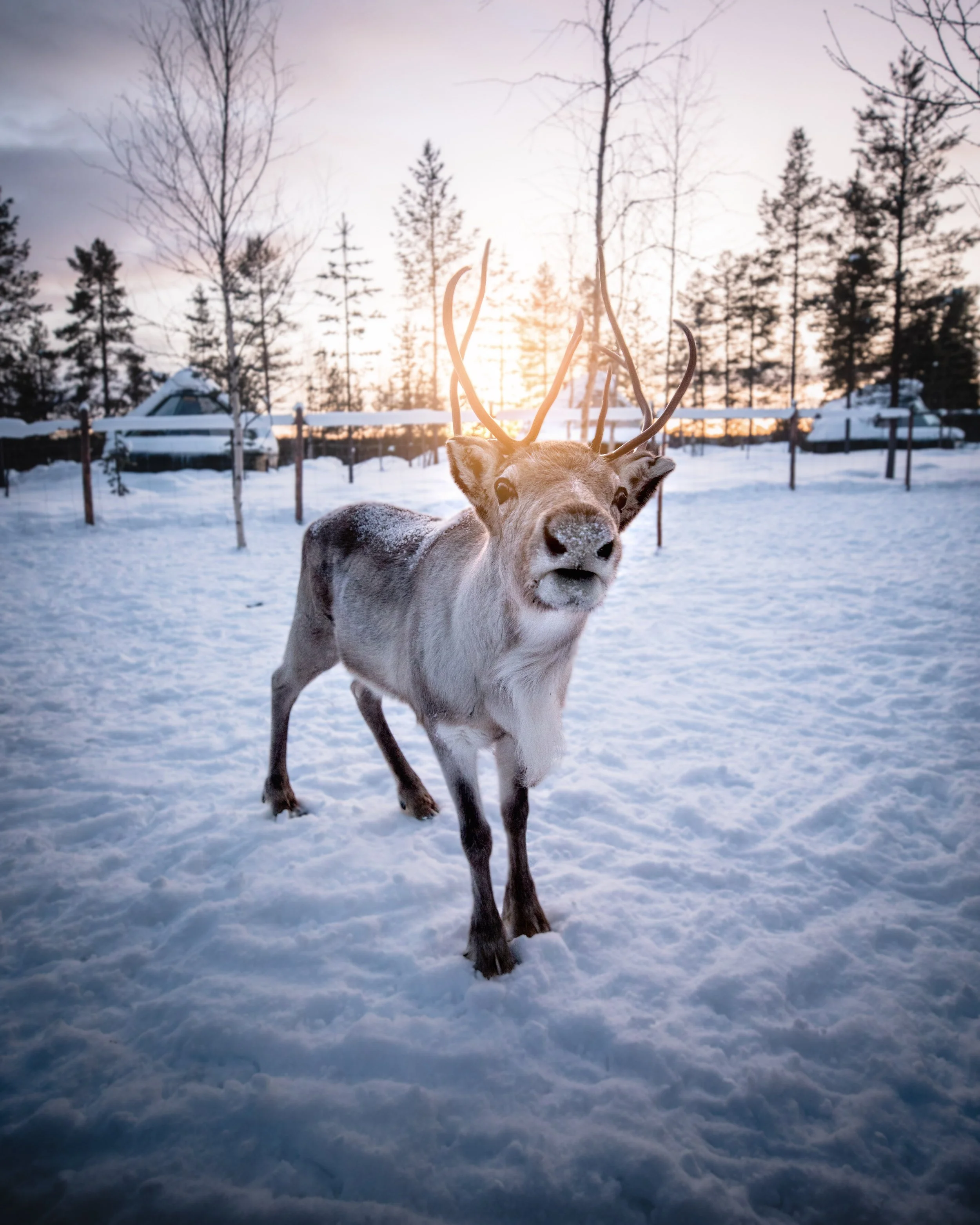 Reindeer Experiences