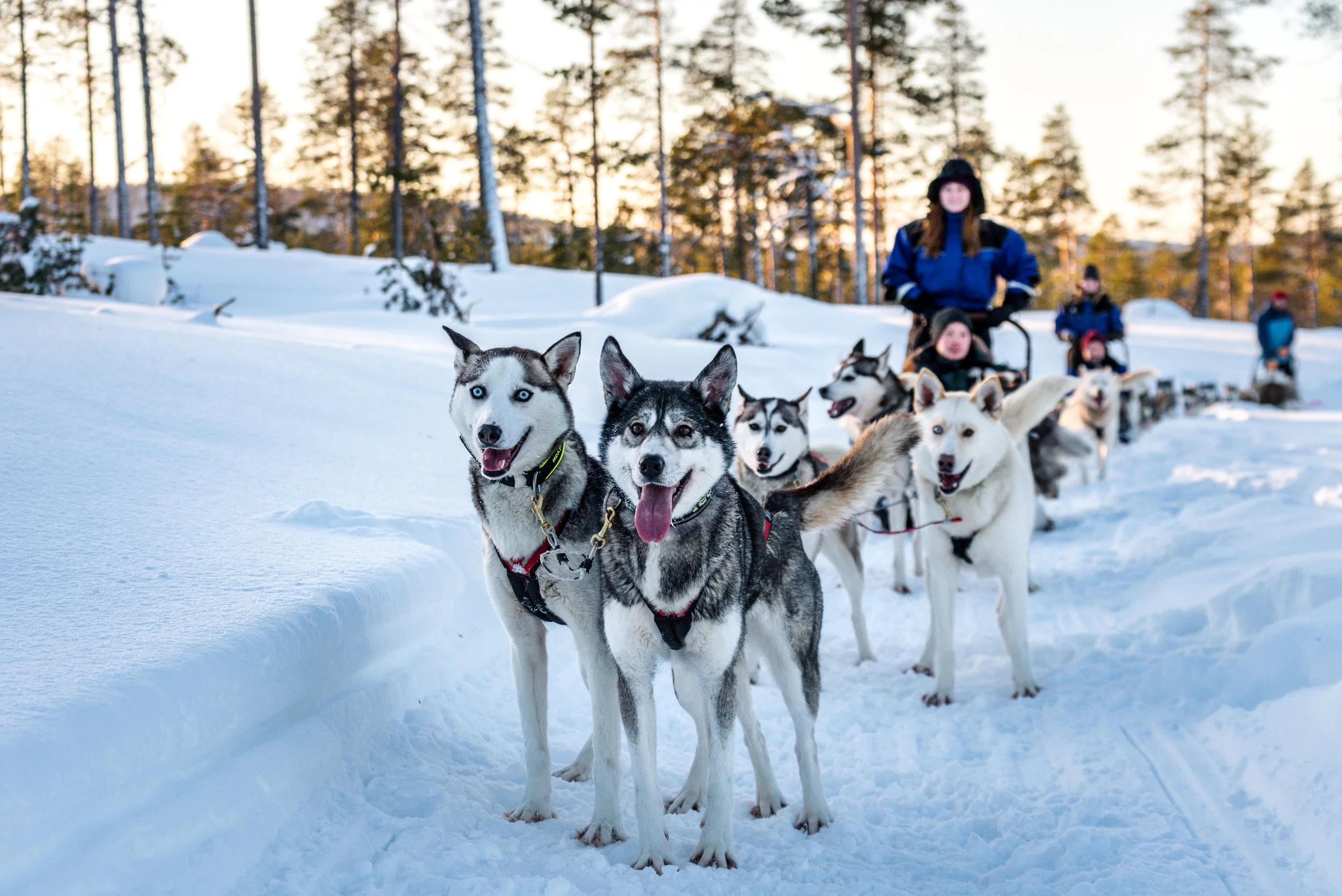 Husky Act (4).jpg