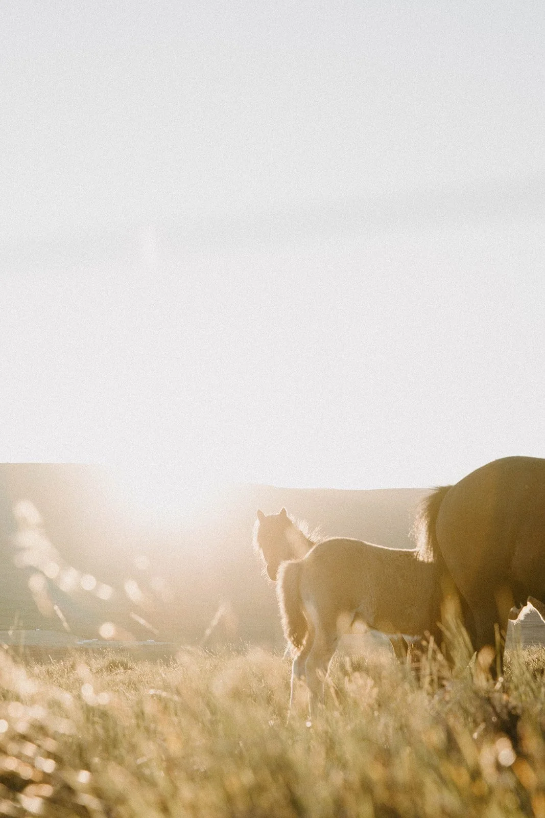 Grazing horses in a field at sunset with a clear sky.