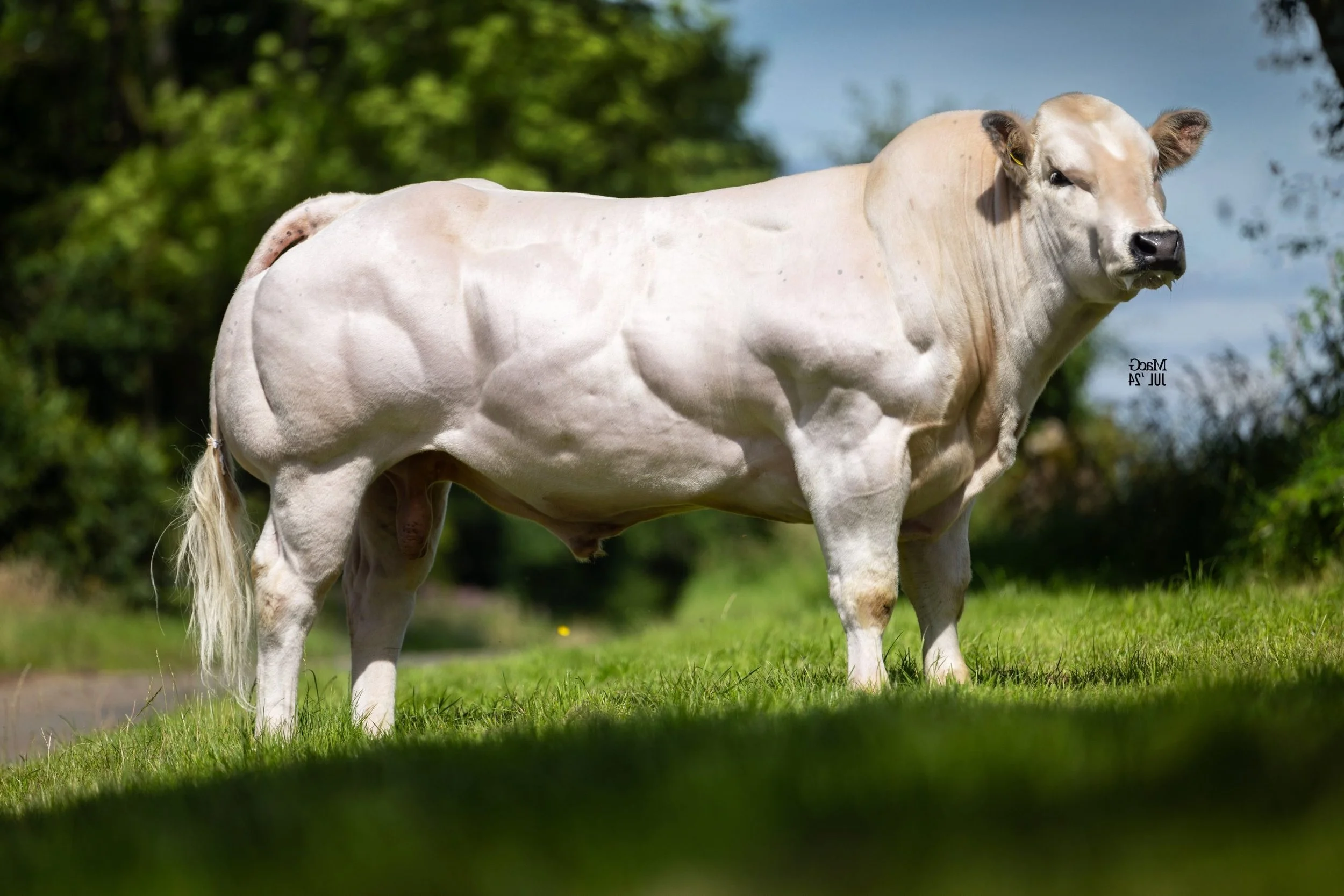 Beef on Dairy: How to Add Value to Dairy Calves