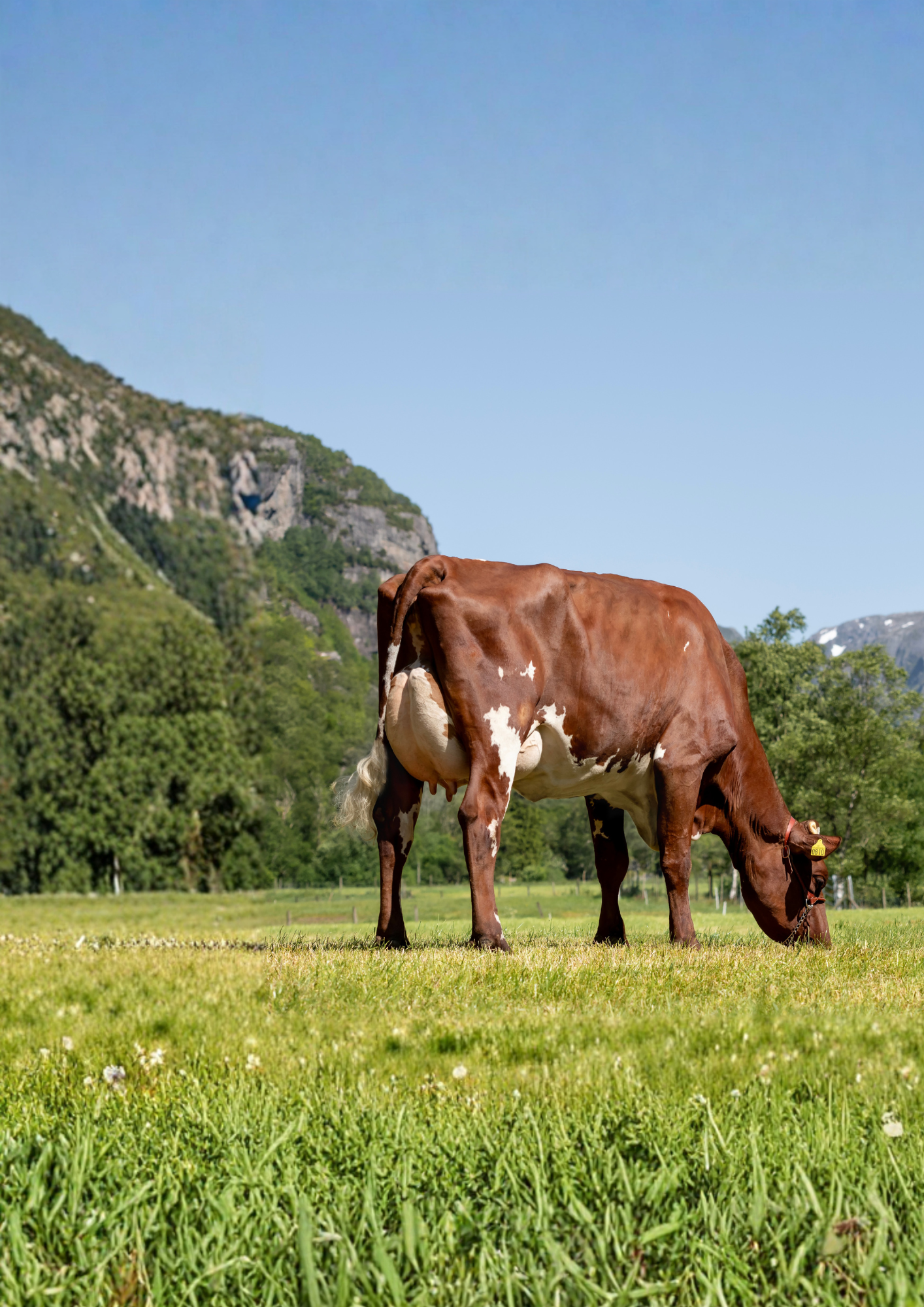 Brown and white dairy cow grazing on a green field with trees, mountains, and blue sky in the background.