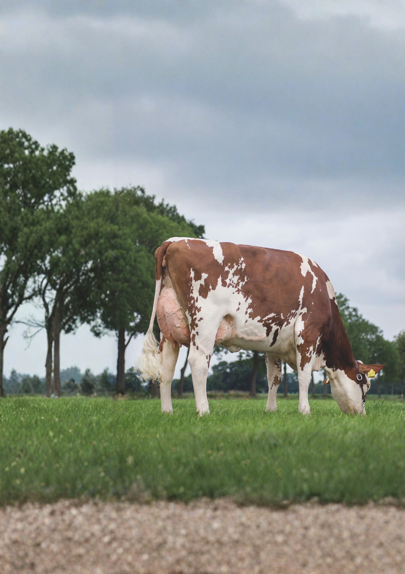 A brown and white cow grazing on green grass outdoors under a cloudy sky with trees in the background.