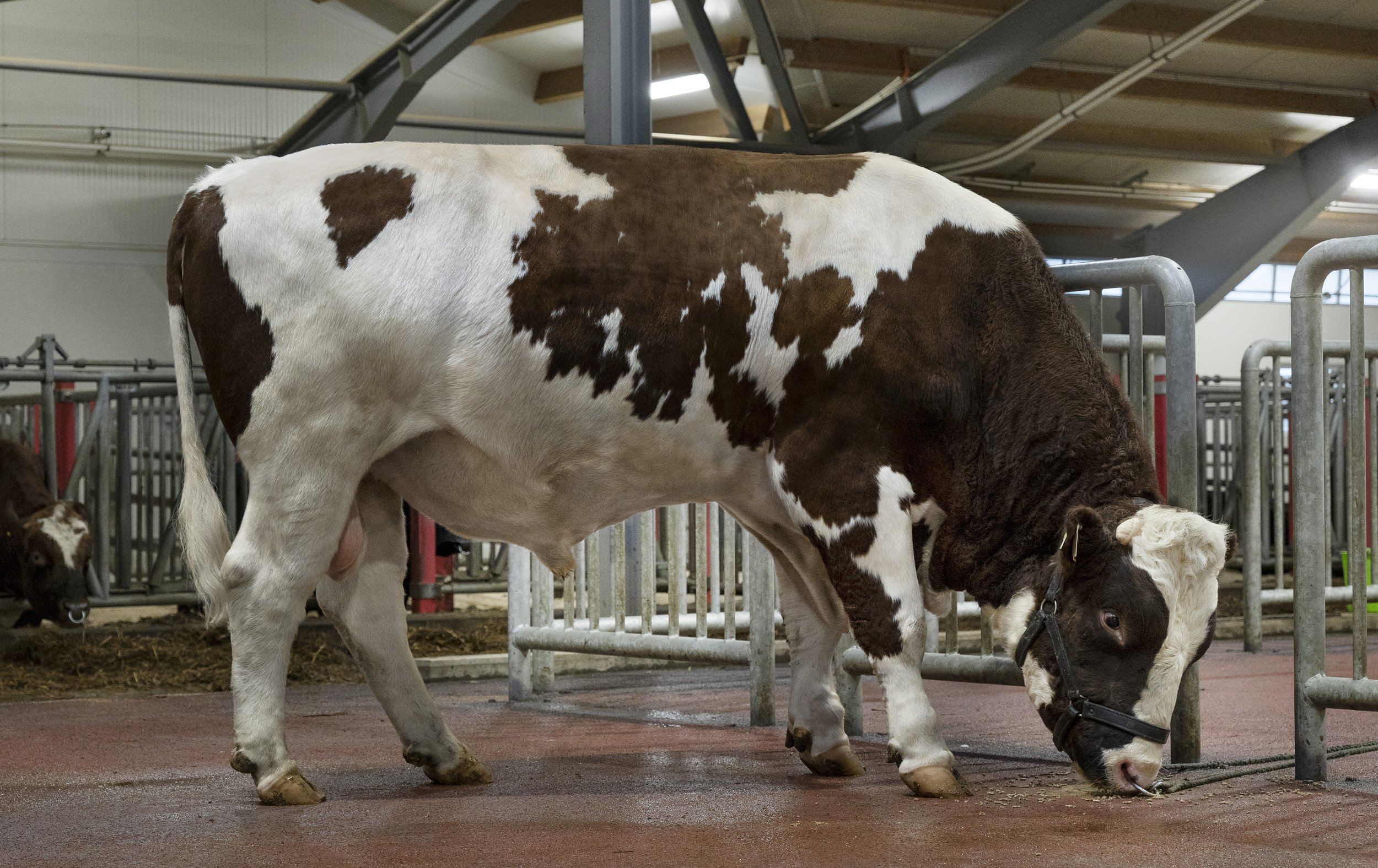 A brown and white spotted cow with a halter is eating food on the floor inside a barn with metal fencing and a sloped roof.