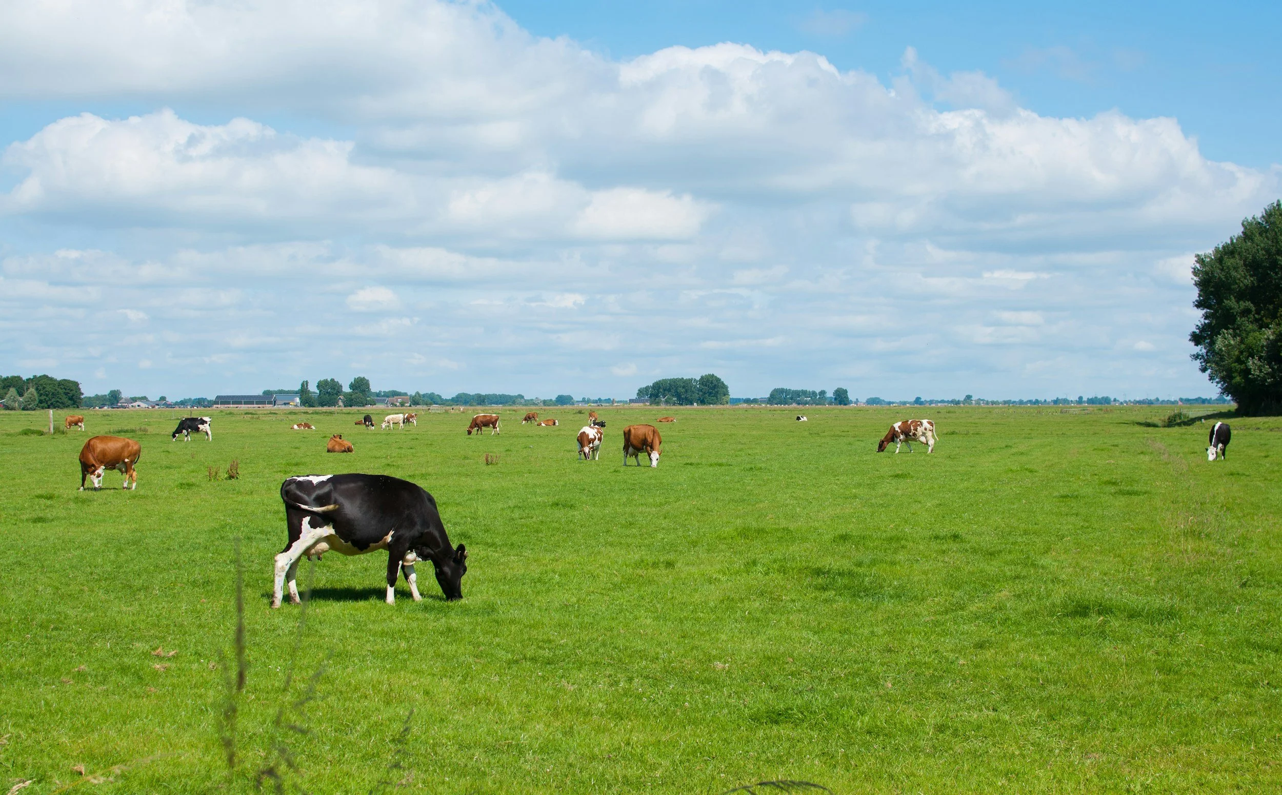 Green field with grazing cows under a partly cloudy sky.