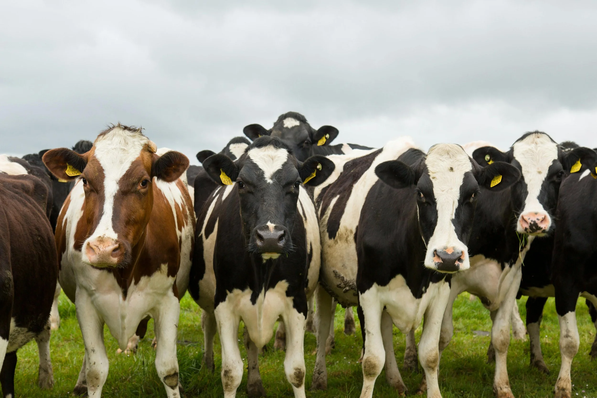 The Future of British Farming Starts with Better Genetics