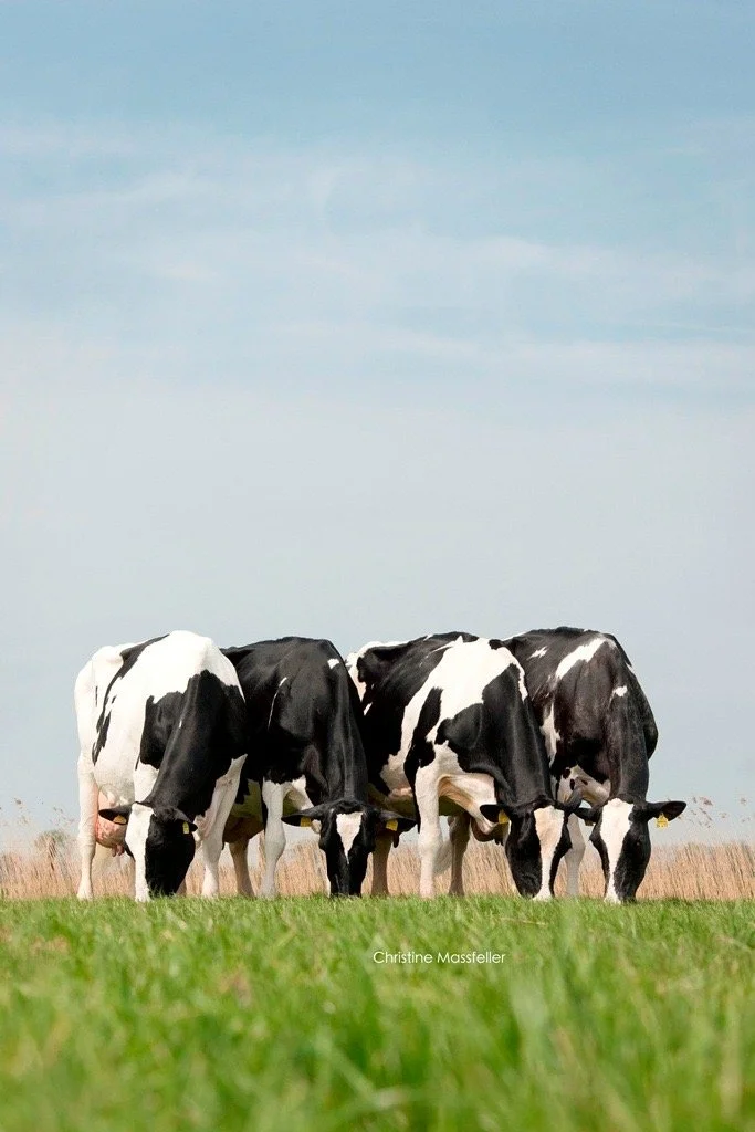 Is Crossbreeding Right for Your Dairy Herd? A Practical Guide to Holstein, Norwegian Red &amp; Montbéliarde Systems