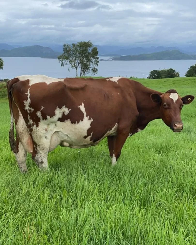 Holstein vs Norwegian Red: Which Breed Is Right for Your Dairy Herd?