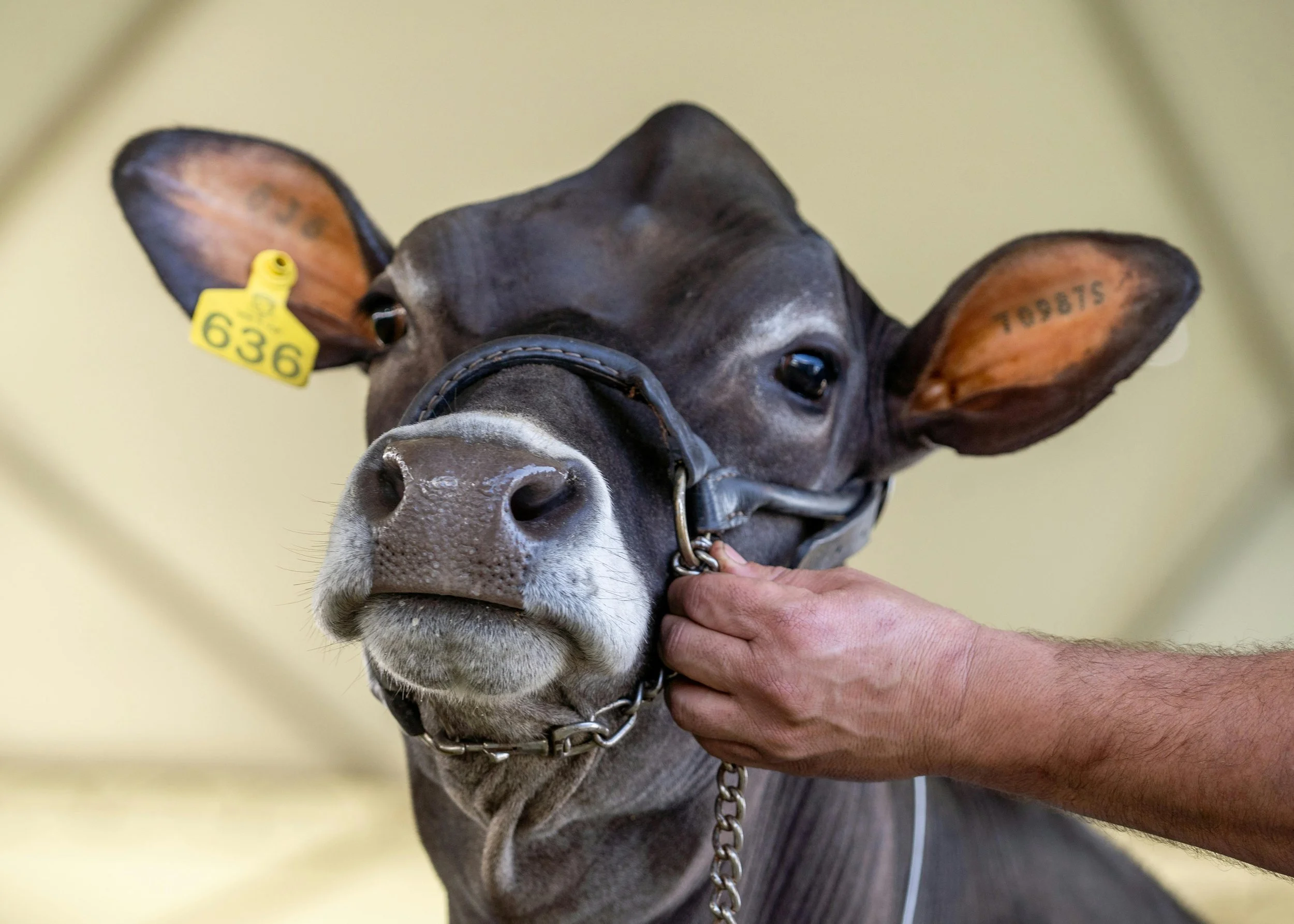 Close-up of a cow's face with a yellow identification tag in its ear, being held by a person's hand, with a blurred background.