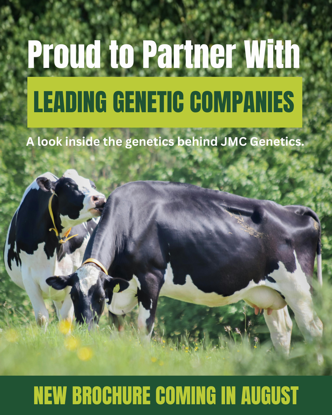 Genomic Testing for Dairy Cows: Is It Worth the Investment?
