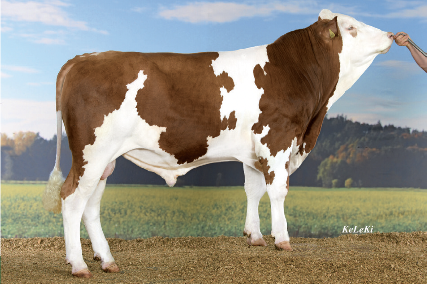 A brown and white cow standing outdoors on dirt with a grass field and trees in the background, and a person holding a leash near its head.