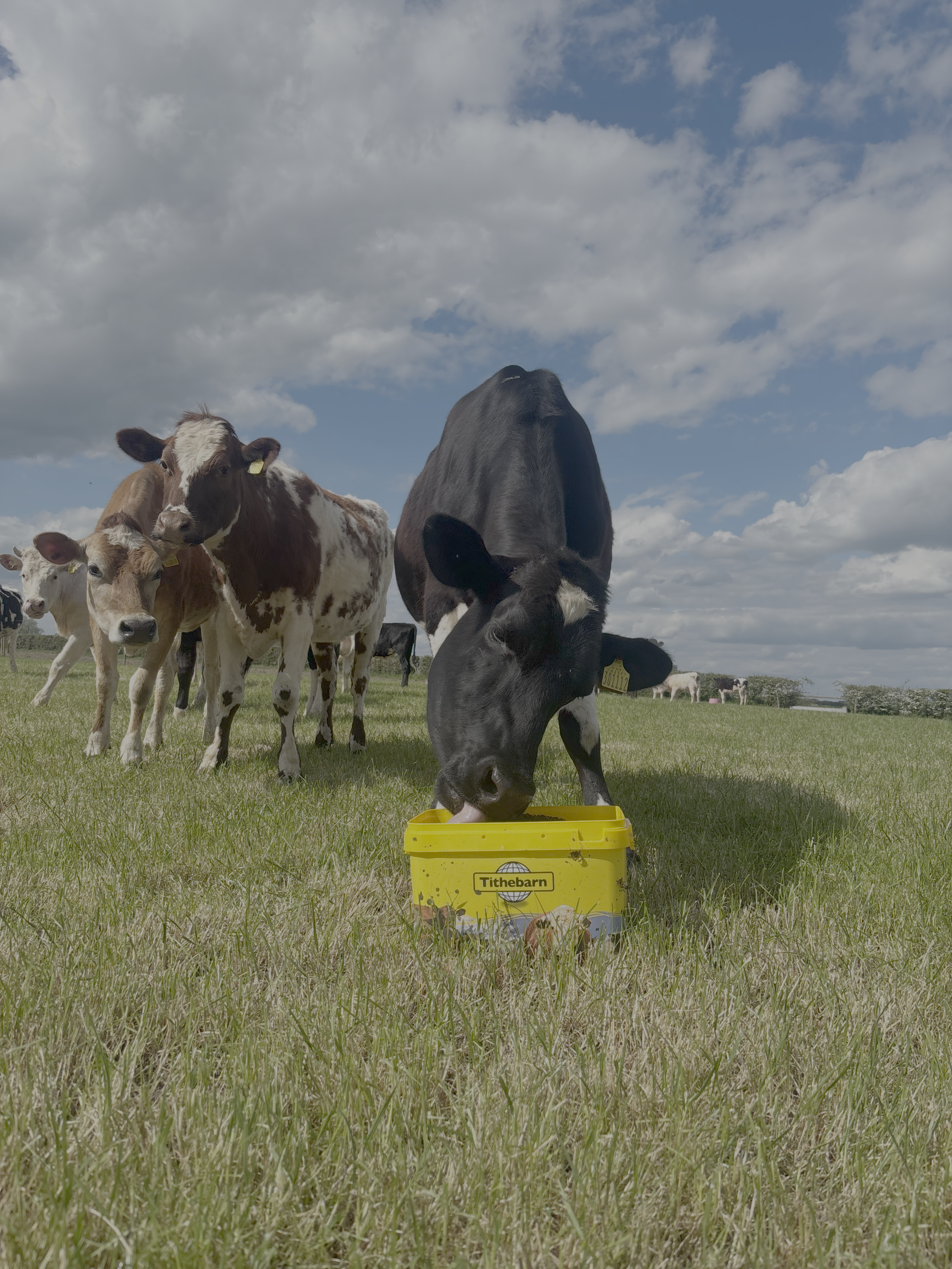 A group of cows, including a black and white calf, in a grassy field under a partly cloudy sky. One cow is eating from a yellow bucket labeled 'Tithebarn'.
