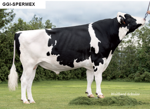 A black and white dairy cow standing on grass with trees in the background, labeled GGI-SPERMEX and credited to Wolfhard Schulze.