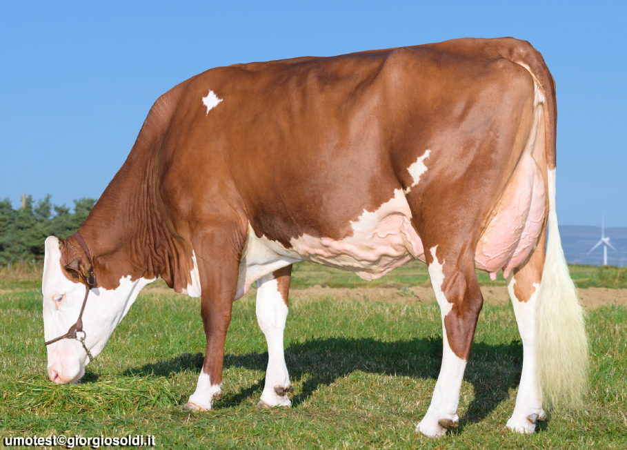 A large brown and white cow grazing on grass in a field with a blue sky and wind turbines in the background.