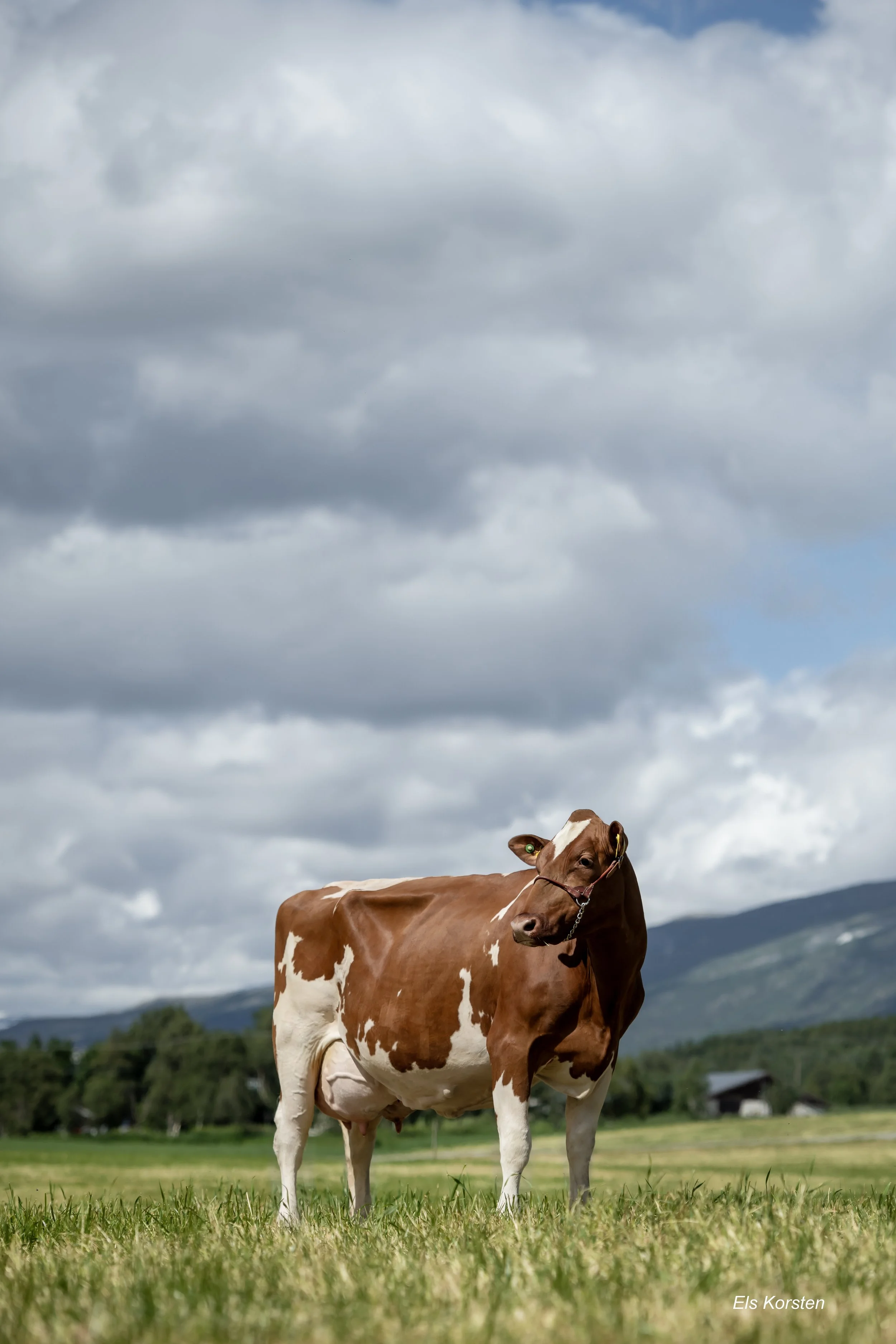A brown and white cow standing on a grassy field under a cloudy sky, with distant mountains and trees in the background.