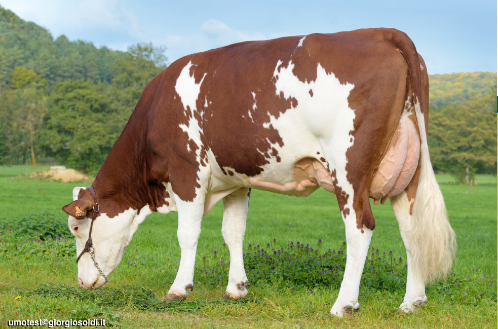 A cow grazing on a grassy field with trees and a blue sky in the background.