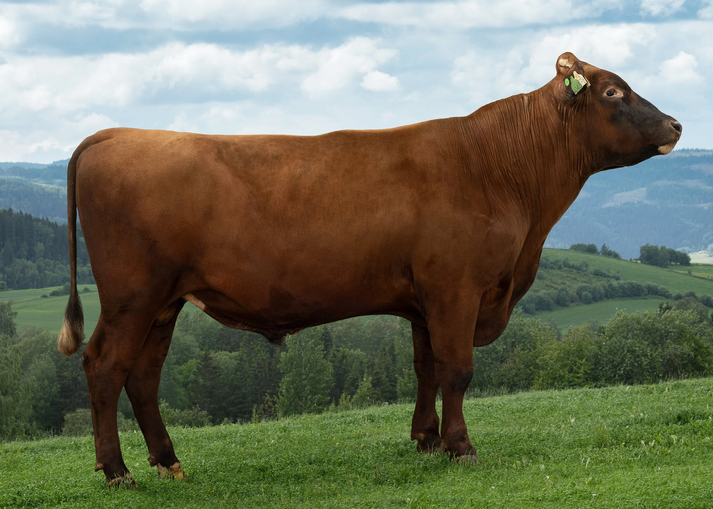 A brown cow standing on green grass in a scenic rural landscape with hills and trees under a partly cloudy sky.