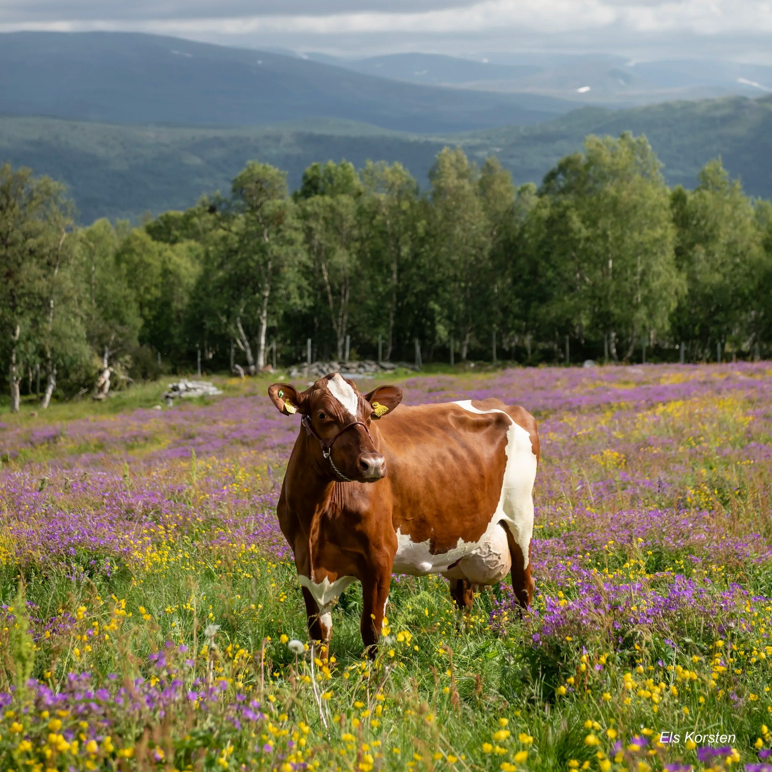 A brown and white cow standing in a field of purple and yellow flowers with green trees and mountains in the background.