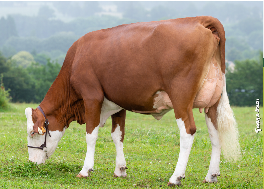 A brown and white cow grazing on green grass in a lush field with trees and hills in the background.