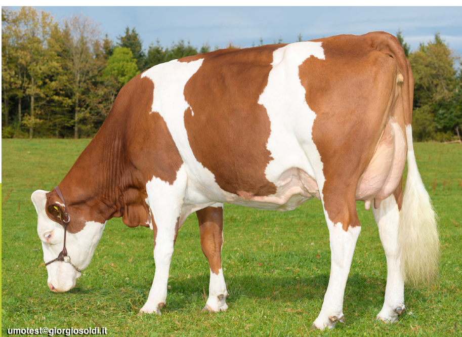 A brown and white dairy cow grazing on a green field with trees and a blue sky in the background.