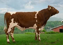 Brown and white cow standing on grass with a barn and cloudy sky in the background.