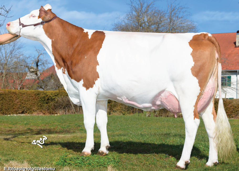 A cow standing on grass with a blue sky and some buildings in the background.