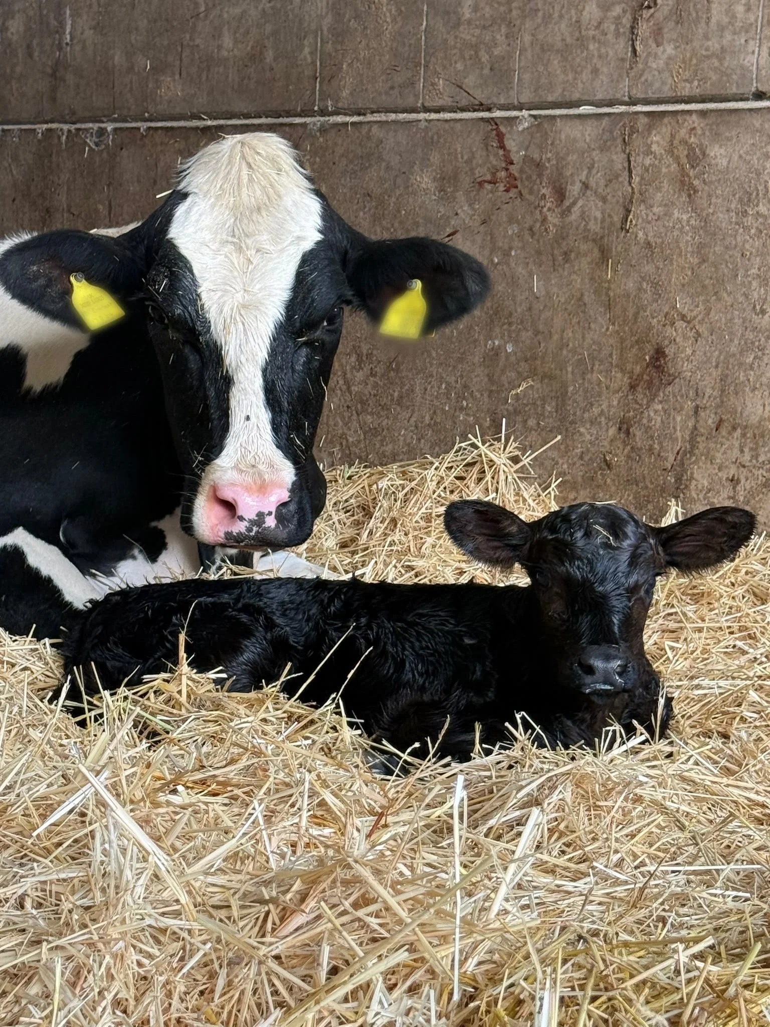 A cow with black and white markings and a pink nose, and a small black calf, lying on straw in a barn with a concrete wall.