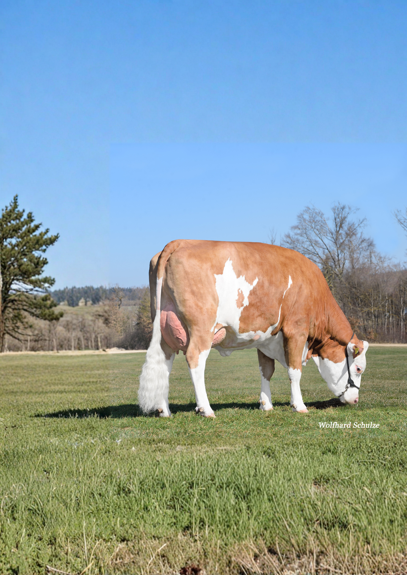 A cow grazing on a grassy field with a clear blue sky above and trees in the background.
