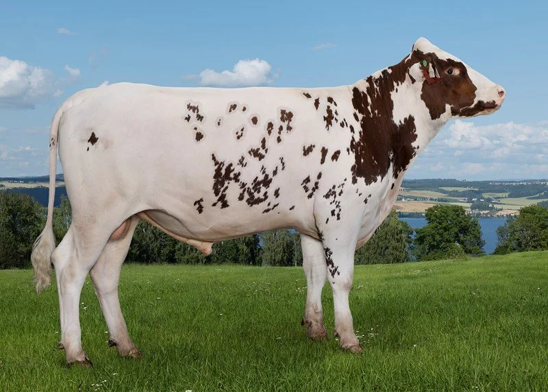 A cow with white fur and brown patches standing on green grass with a scenic landscape and a lake in the background.