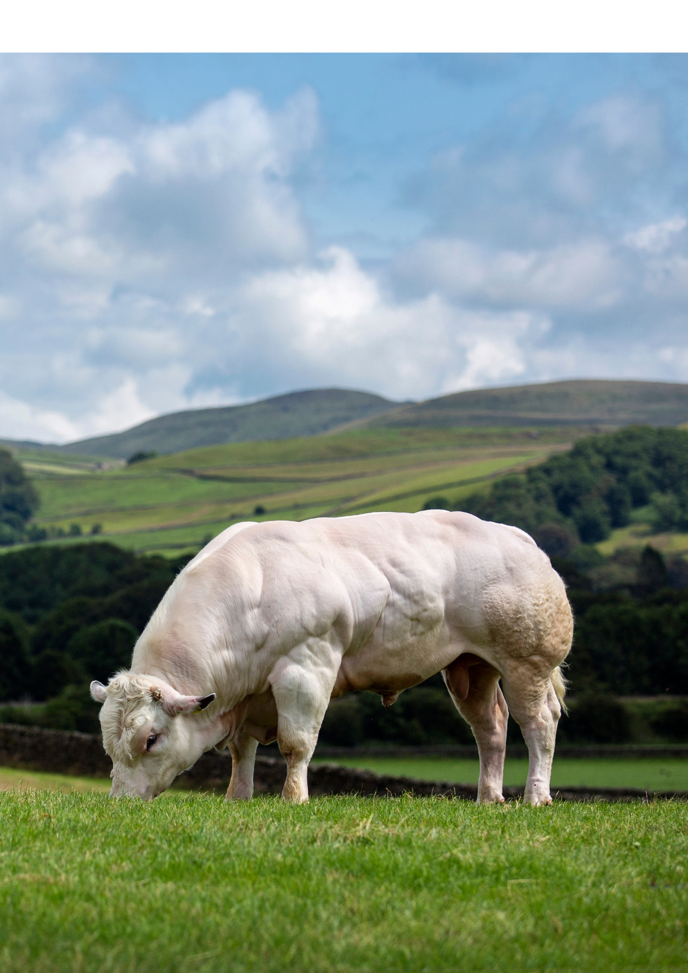 A white cow grazing on green grass with rolling green hills and a partly cloudy sky in the background.