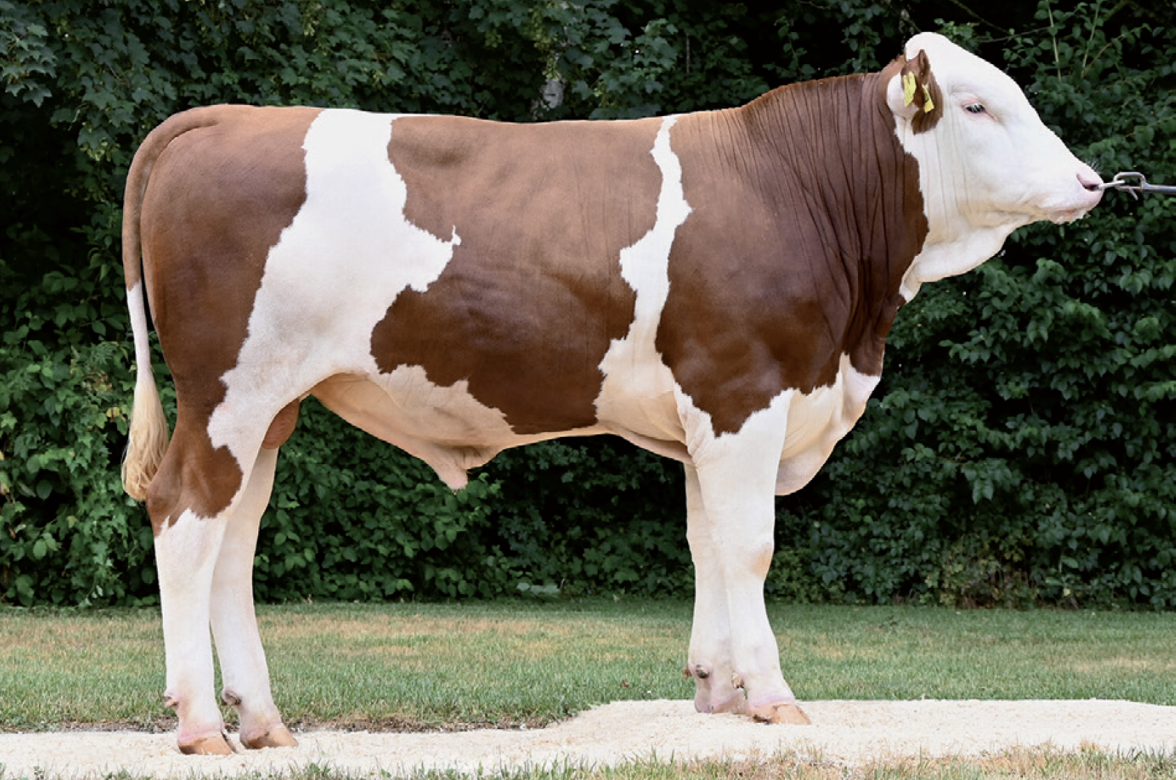 A brown and white cow standing outdoors on grass with green bushes in the background.