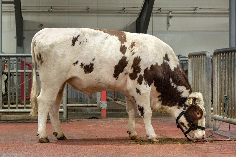 A small cow with white fur and brown spots, wearing a halter, eating hay in a barn.