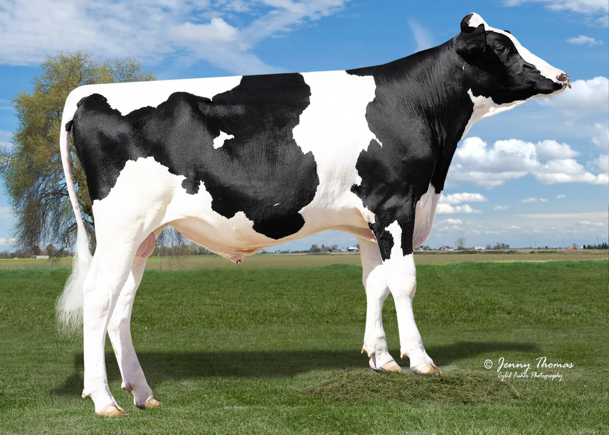 What Is Livestock Genetics &amp; Why It Matters