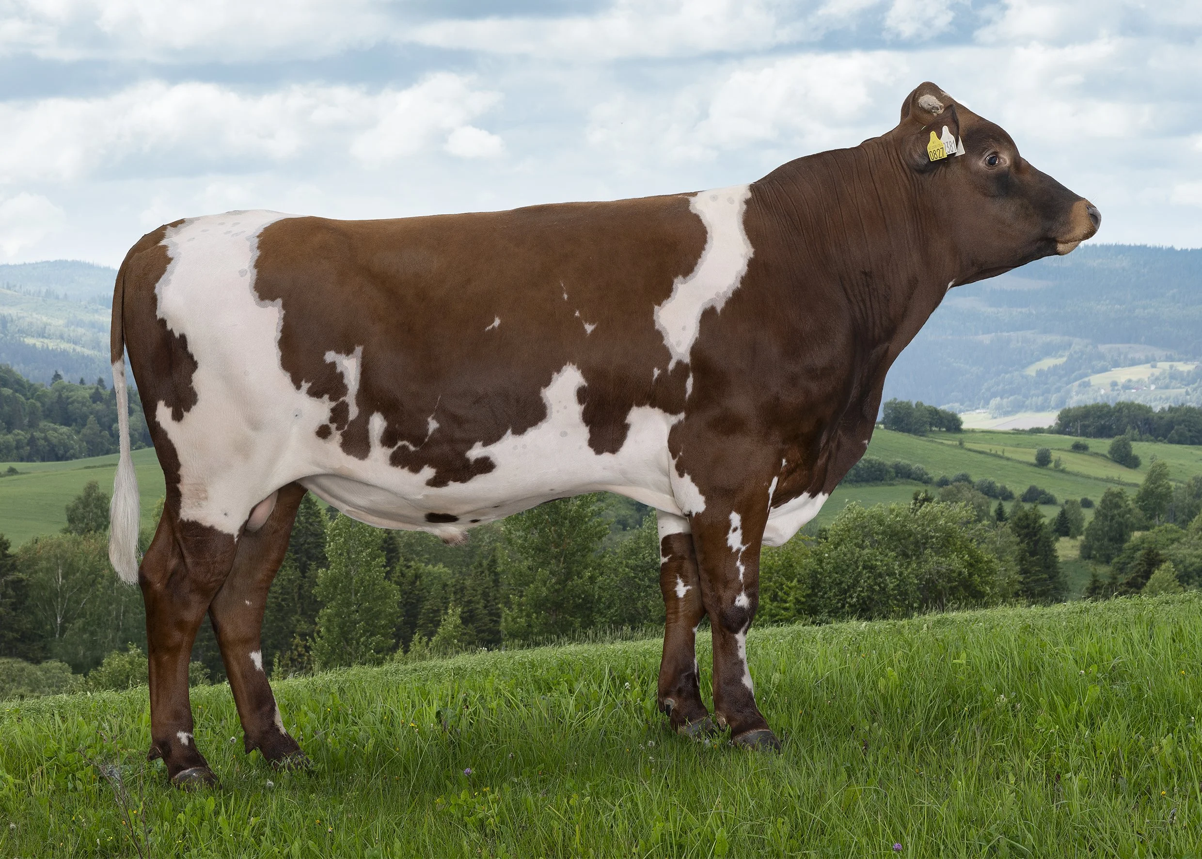 Brown and white dairy cow standing in a grassy field with hills and trees in the background under a cloudy sky.