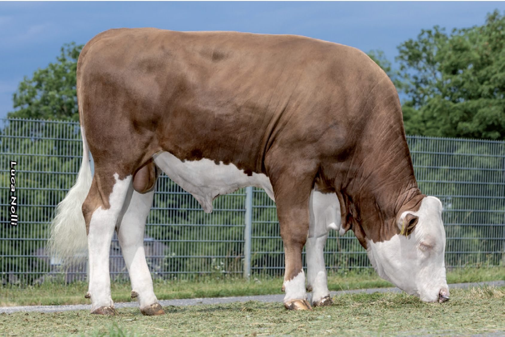 Brown and white dairy cow grazing on grass in a fenced outdoor area with trees and blue sky in the background.
