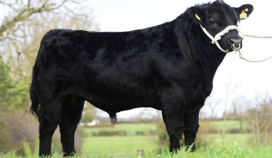 Black calf standing on green grass in a rural field with trees and a cloudy sky in the background.