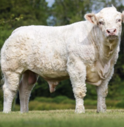 A white Charolais cow standing on grass with trees in the background.
