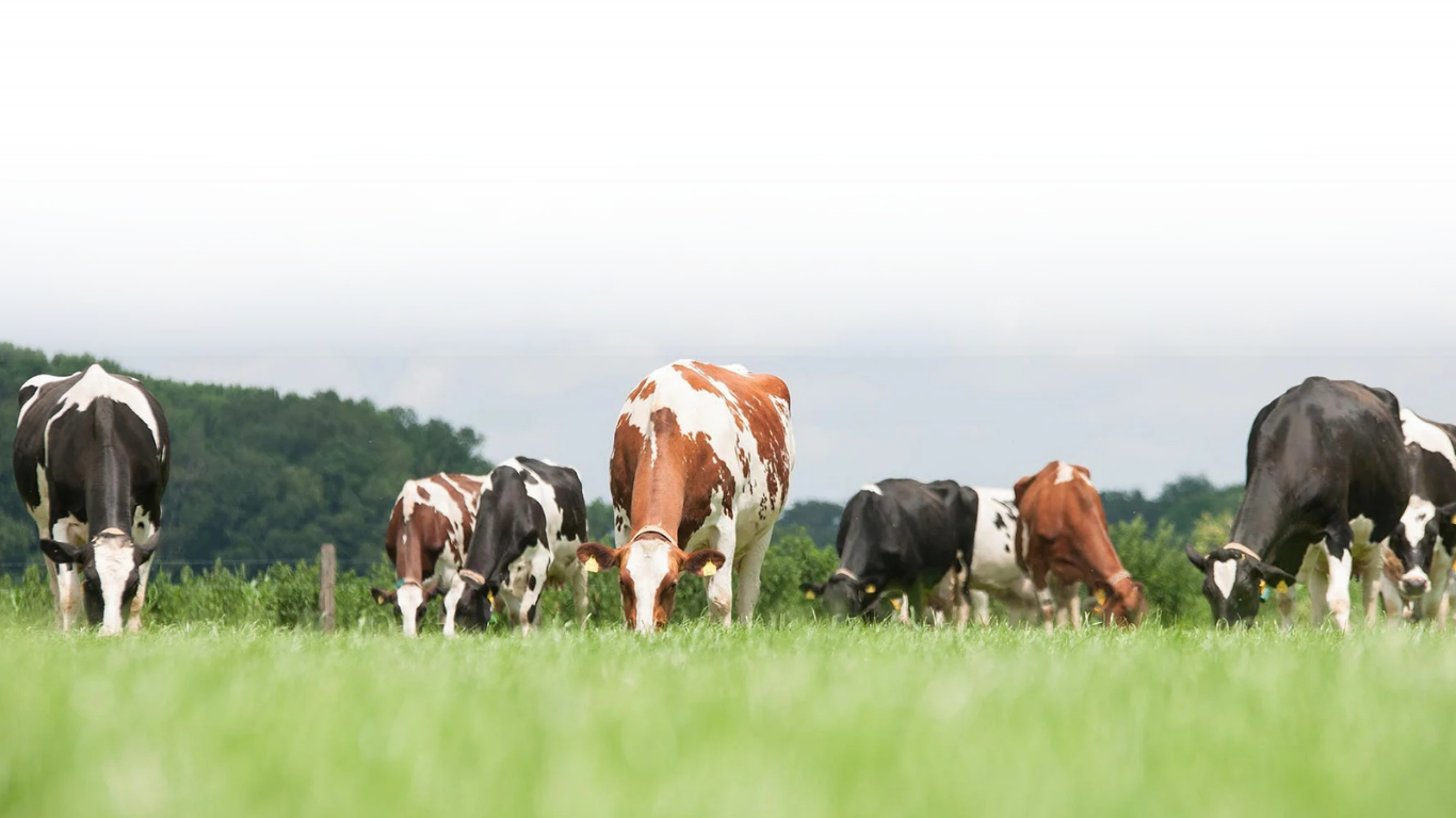 A group of cows grazing on green grass in a rural field with trees and a cloudy sky in the background.