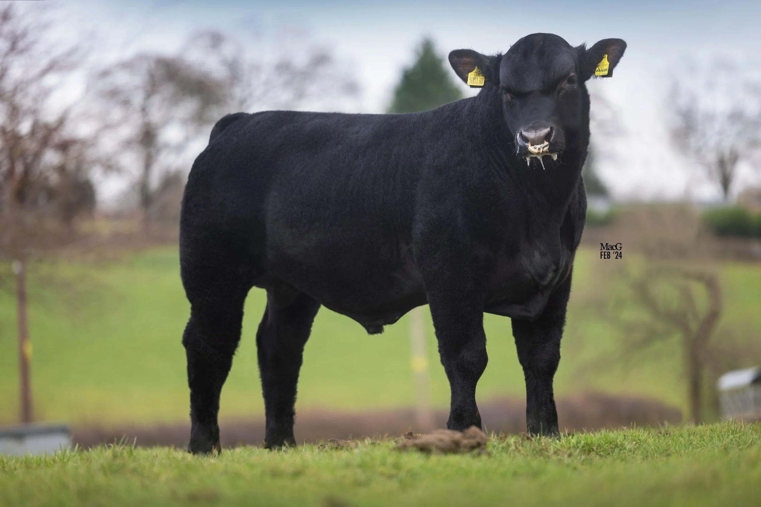 Black cow standing on grassy field with blurred trees in background.