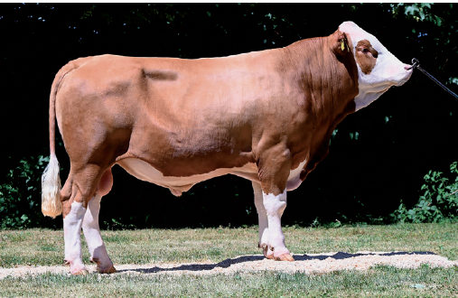 A large brown and white cow standing on grass with trees in the background.