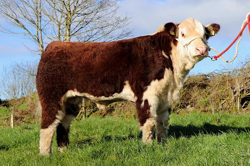 A cow with brown and white fur standing on green grass, being held by a red and white rope outdoors during the daytime.