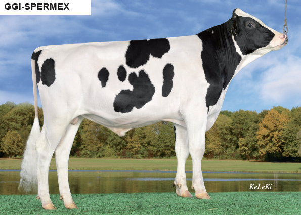 A Holstein dairy cow standing outdoors on grass, with trees and a blue sky in the background.