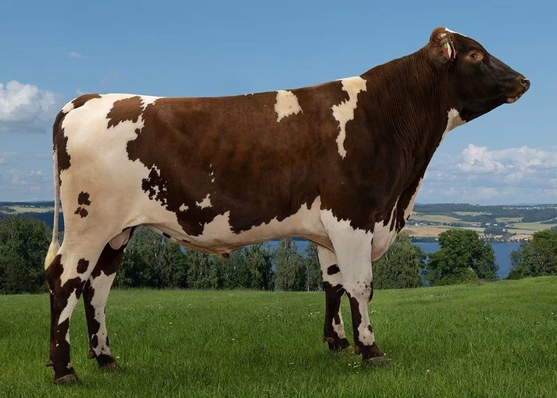 A brown and white cow standing on a green field with trees and a lake in the background under a blue sky.