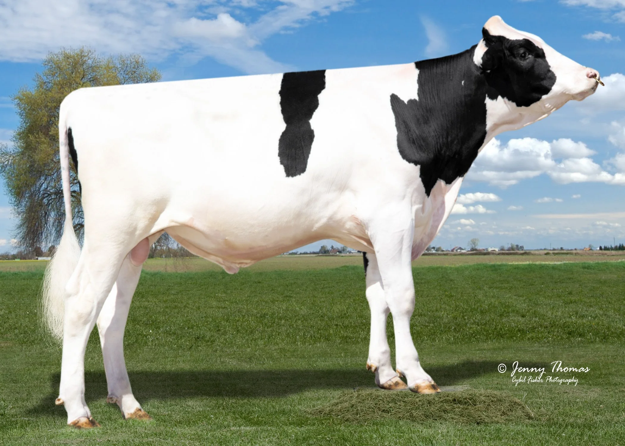 A cow standing on green grass in a field with a partly cloudy sky in the background.