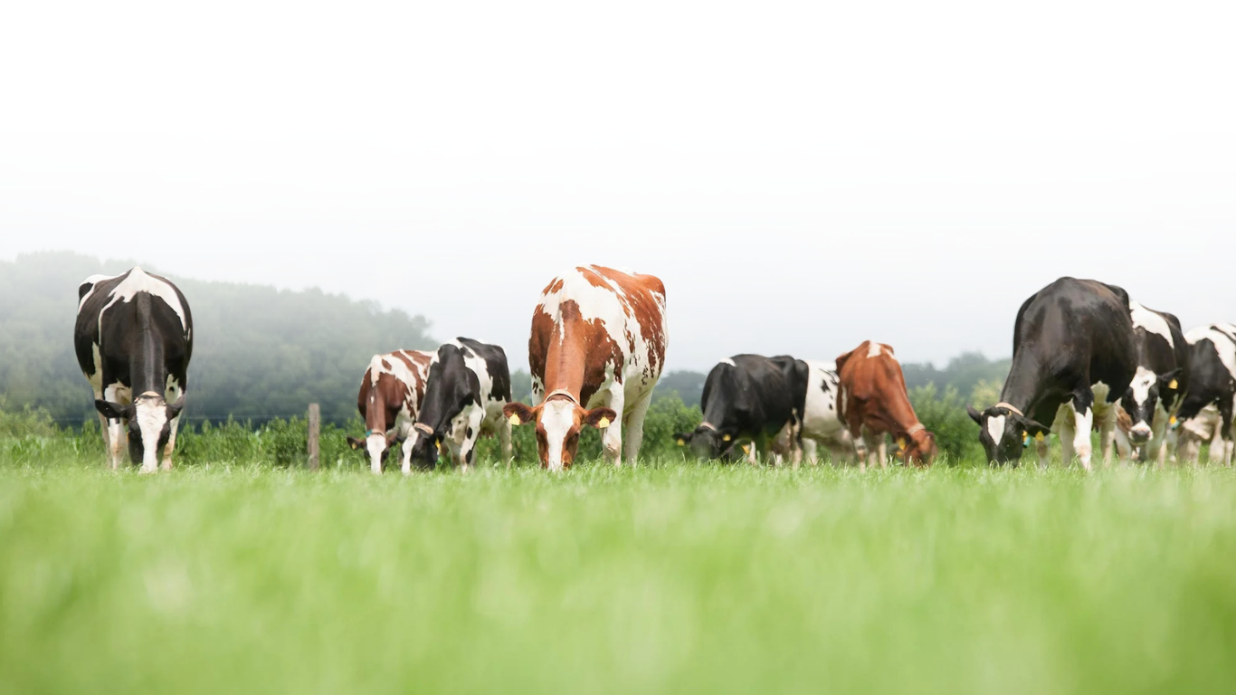 Holstein and dairy cows grazing on a lush green field with trees and hills in the background on a cloudy day.