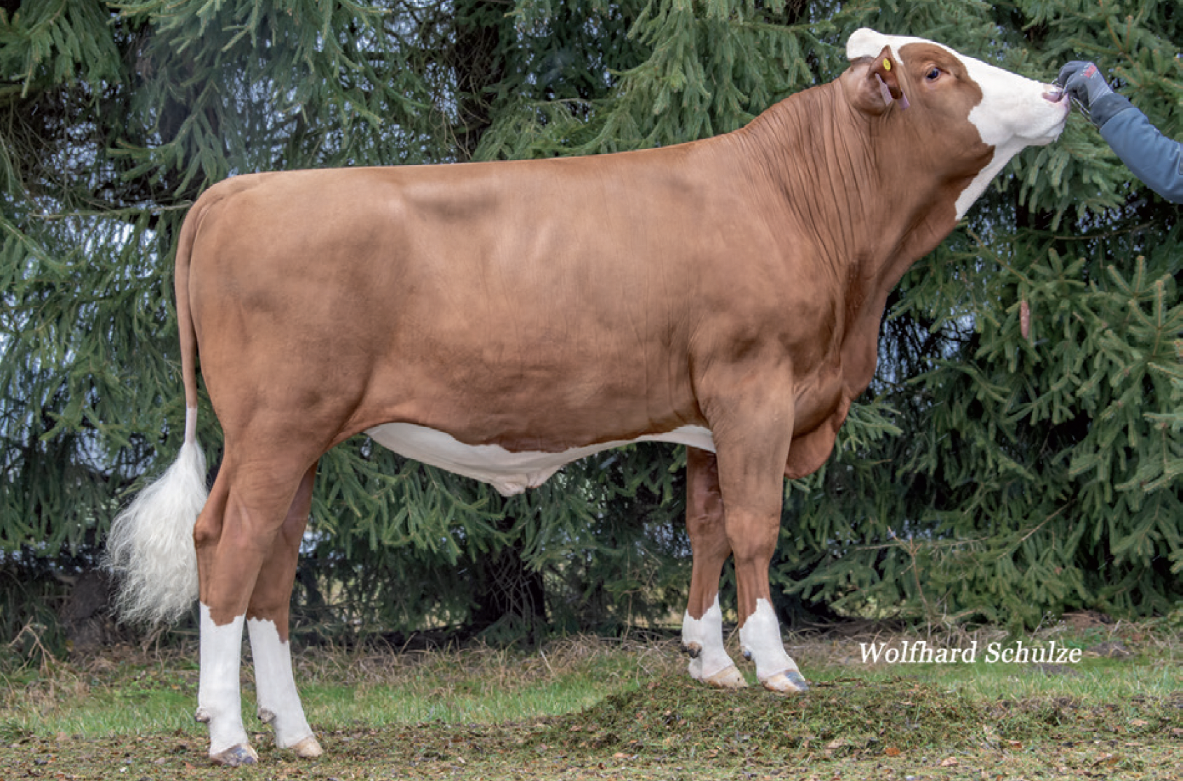 A brown and white cow standing outdoors near pine trees, with a person reaching towards its nose.
