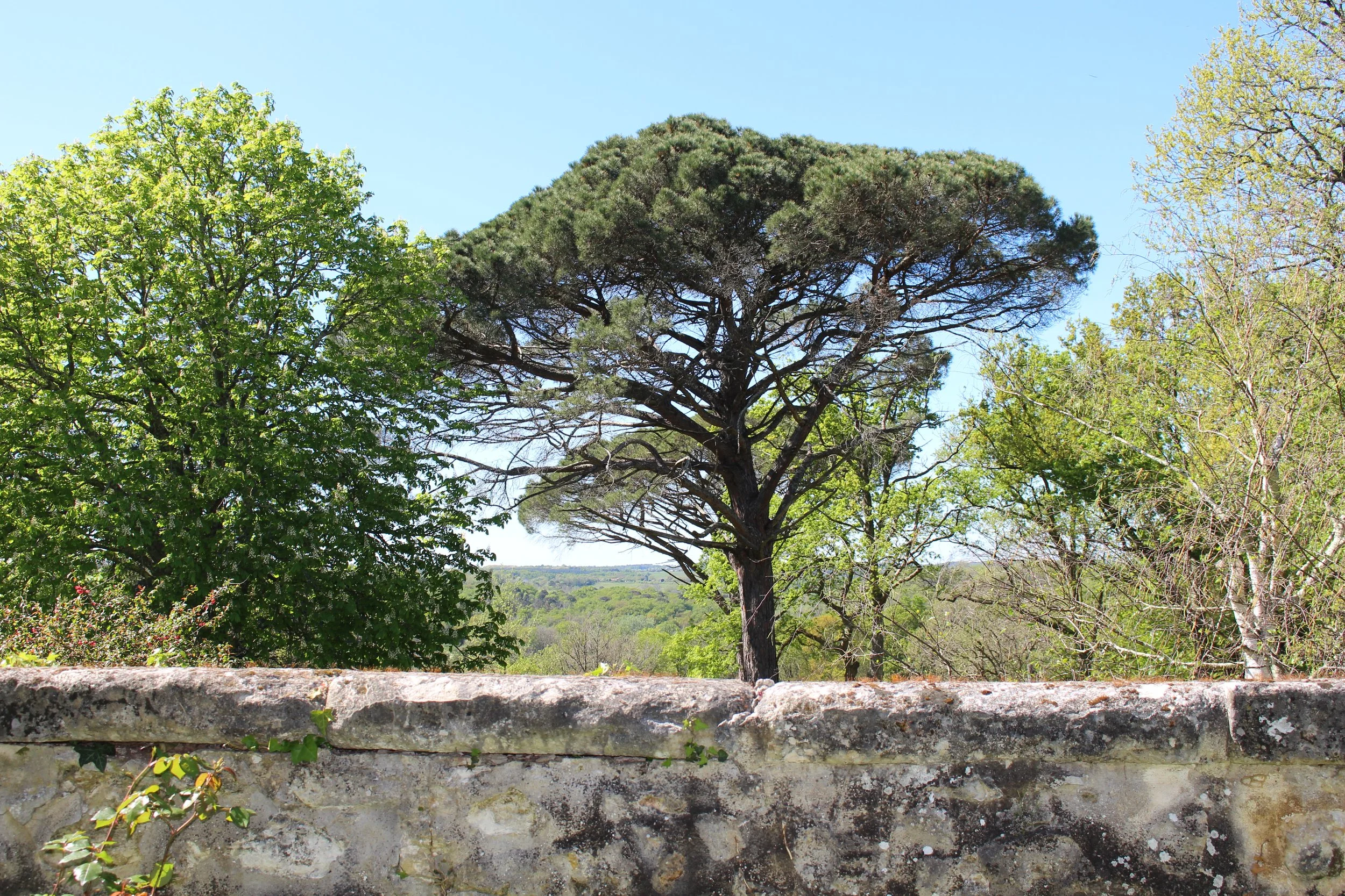 Garden & Landscape